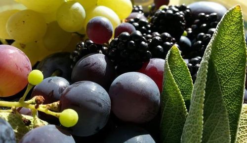 Ungespritztes Obst pflücken & anschl. Picknick