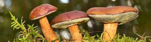 In die Schwammerl  🍄‍ 🍄‍ 🍄‍