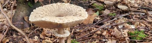 Frostschneckling und Eiszitterzahn - Die Pilzflora im Spätherbst